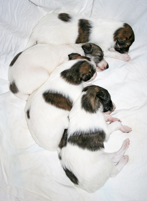 Puppy 6 - Group Nap